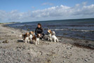 Beagles auf Fehmarn